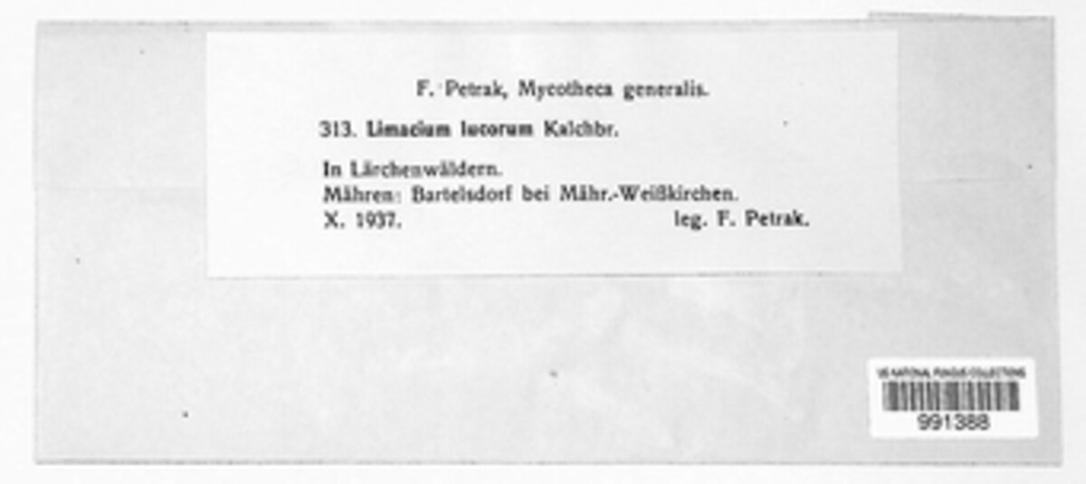 Hygrophorus lucorum image